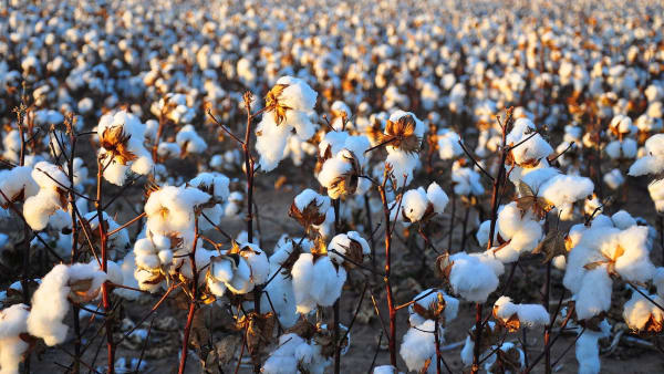 Cotton 2040